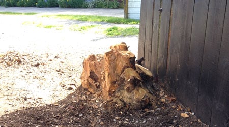 stump against fence